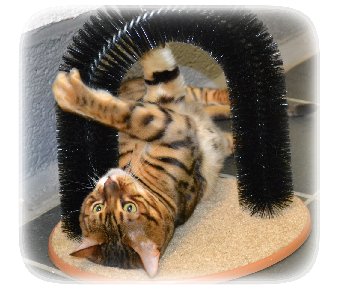 Home Appletree Cottage Cattery