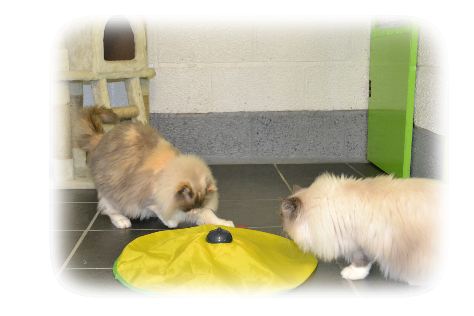 home-appletree-cottage-cattery