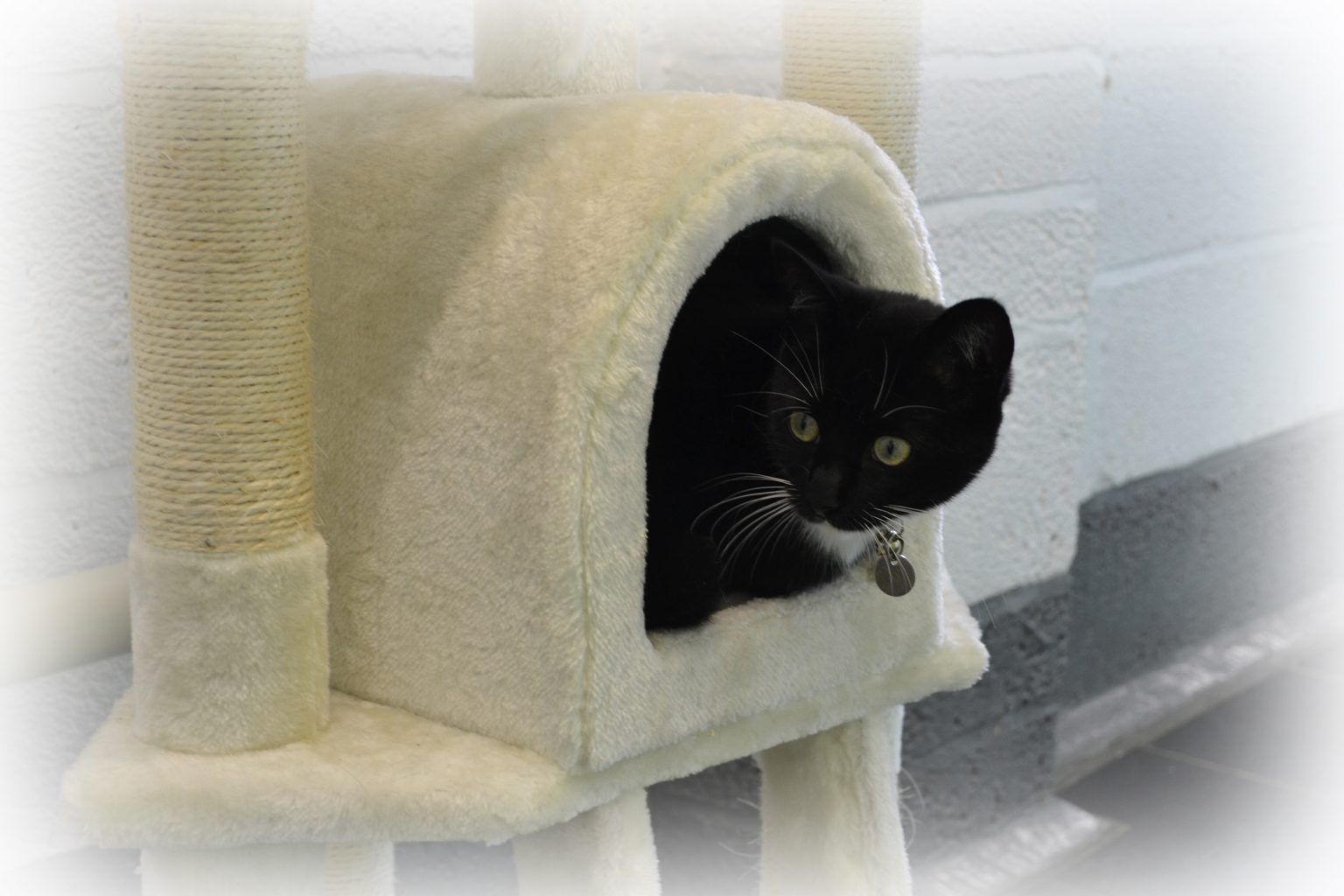 Home Appletree Cottage Cattery