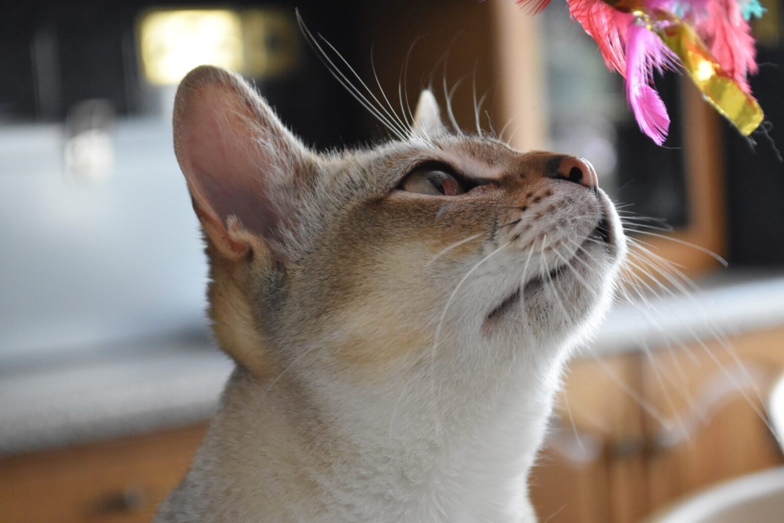 Tarifs Appletree Cottage Cattery